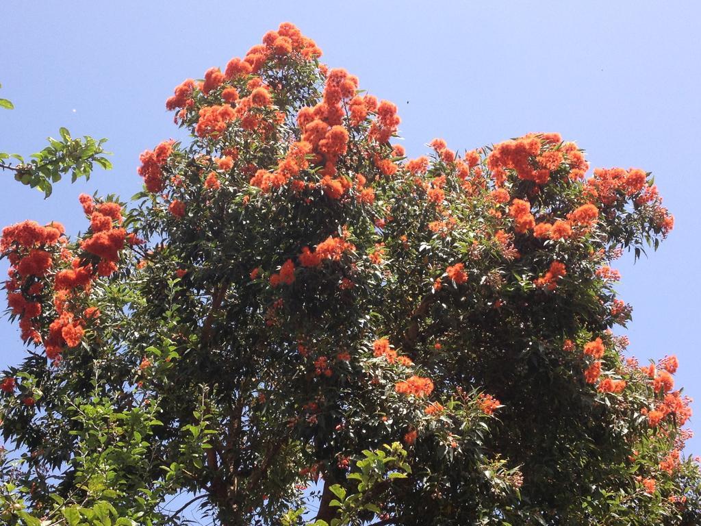 Valle Paraizo Camacha  ภายนอก รูปภาพ